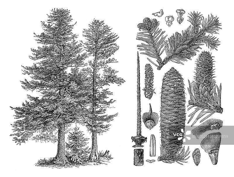 历史插画：欧洲冷杉（Abies pectinata）图片素材
