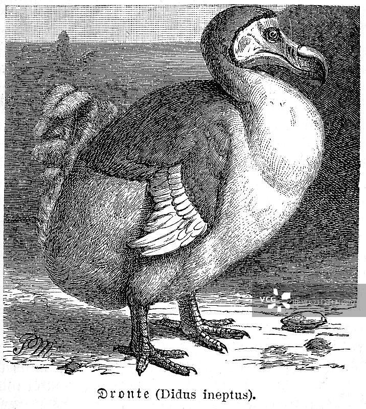 渡渡鸟（Didus ineptus），已灭绝鸟类，历史插图，迈尔斯百科全书，1897 年图片素材