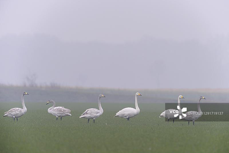 在德国下萨克森州埃姆斯兰地区草甸上的大天鹅图片素材