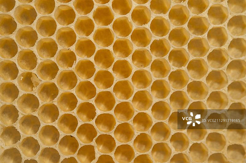 蜂巢图片素材