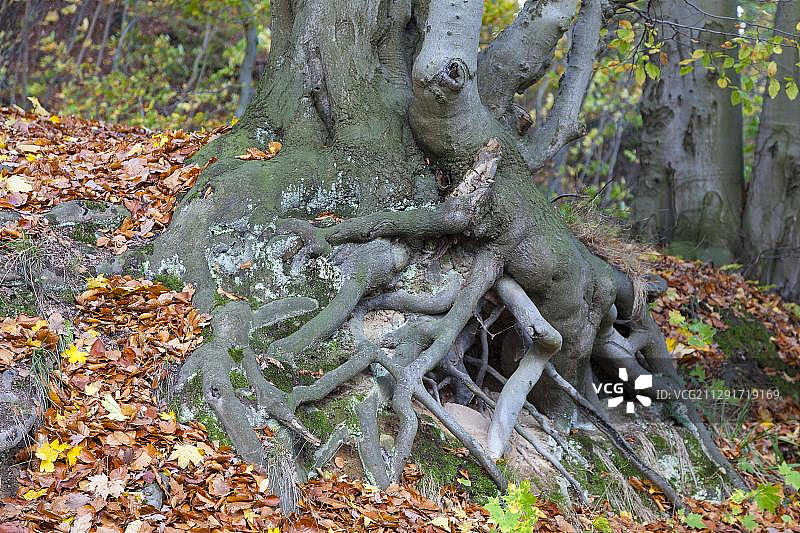 欧洲德国萨克森-安哈尔特州哈尔茨山脉的山毛榉树根图片素材