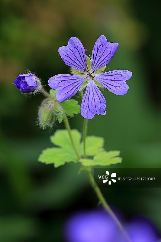 灰叶老鹳草，花，德国，欧洲图片素材