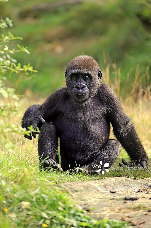 幼年西部低地大猩猩，荷兰阿珀尔多伦图片素材