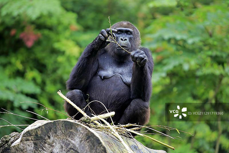 正在进食的成年雌性西方低地大猩猩，荷兰阿珀尔多伦图片素材