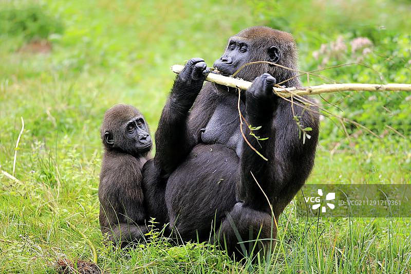 西部低地大猩猩，成年雌性与幼崽，进食，阿珀尔多伦，荷兰图片素材