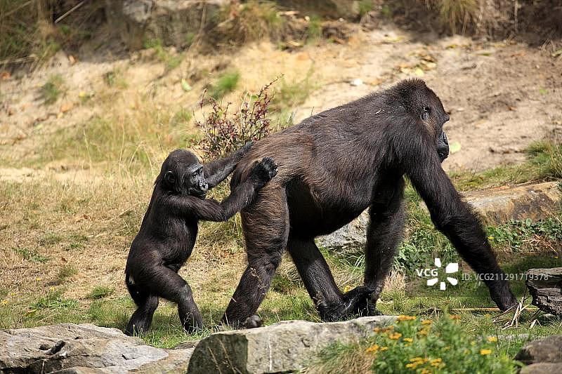 成年雌性西部低地大猩猩与幼崽，荷兰阿珀尔多伦图片素材