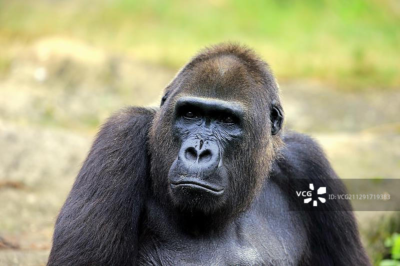 成年雌性西低地大猩猩，荷兰阿培尔顿图片素材