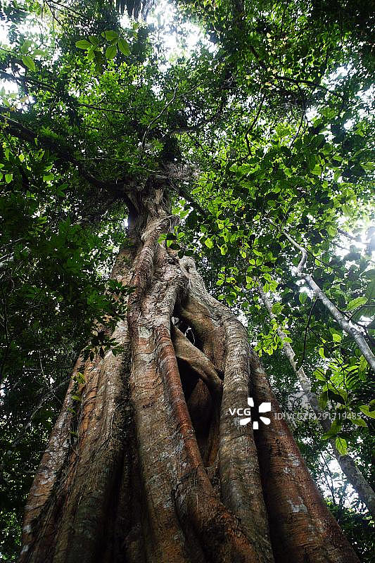 泰国考艾国家公园的榕树图片素材
