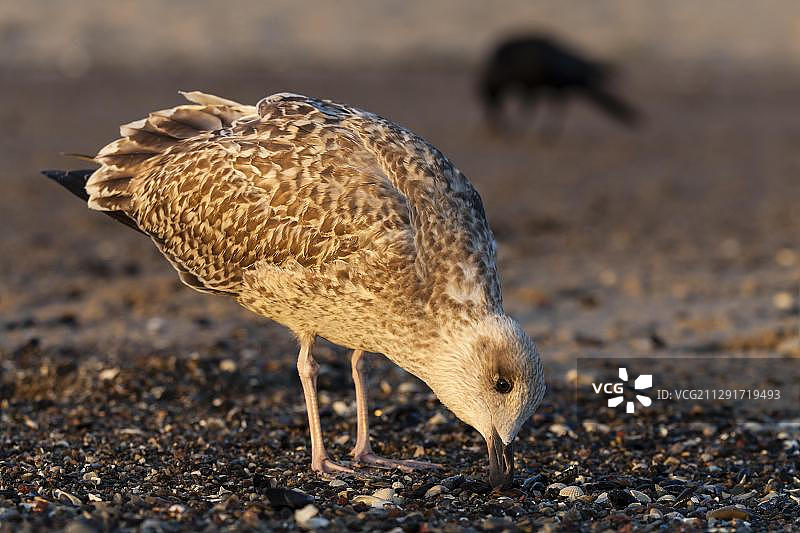 清晨阳光下的欧洲银鸥幼鸟，德国图片素材