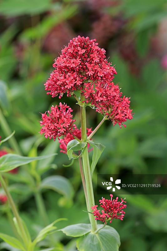 德国盛开的红缬草图片素材