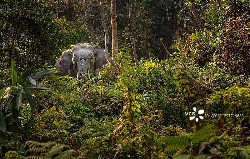印度阿萨姆邦卡齐兰加国家公园的野生亚洲象图片素材