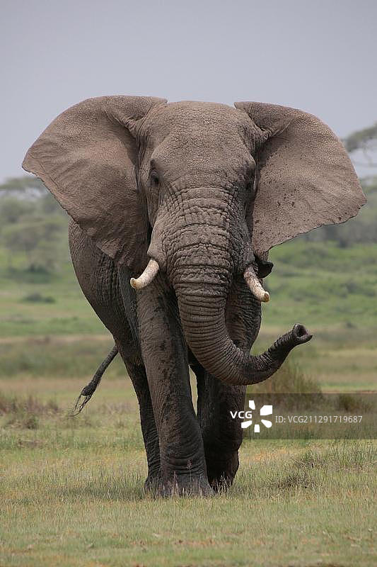 非洲象，塞伦盖蒂，坦桑尼亚，非洲图片素材