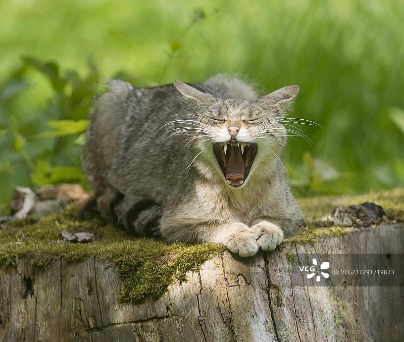 打呵欠的野生猫（Felis silvestris），圈养，德国巴伐利亚图片素材