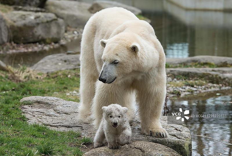 北极熊（学名：Ursus maritimus），母熊与幼崽，慕尼黑海拉布伦动物园图片素材