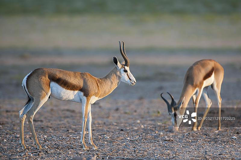 卡拉哈迪跨境公园的跳羚，南非图片素材
