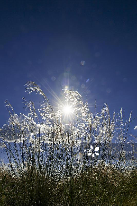 逆光草地，纳米比亚霍马斯地区，非洲图片素材