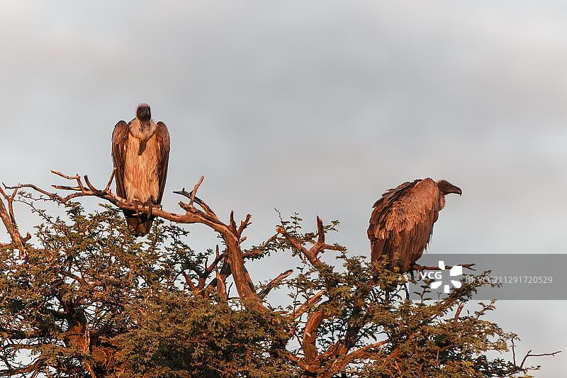 南非北开普省卡拉哈迪跨境公园濒危海角兀鹫图片素材