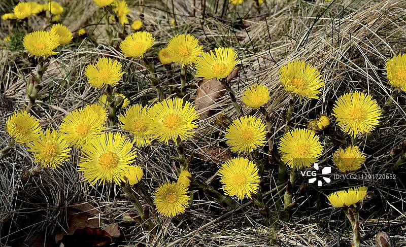 干燥草地上的款冬图片素材