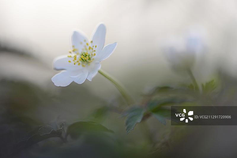 白头翁（Anemone nemorosa），德国下萨克森州埃姆斯兰图片素材