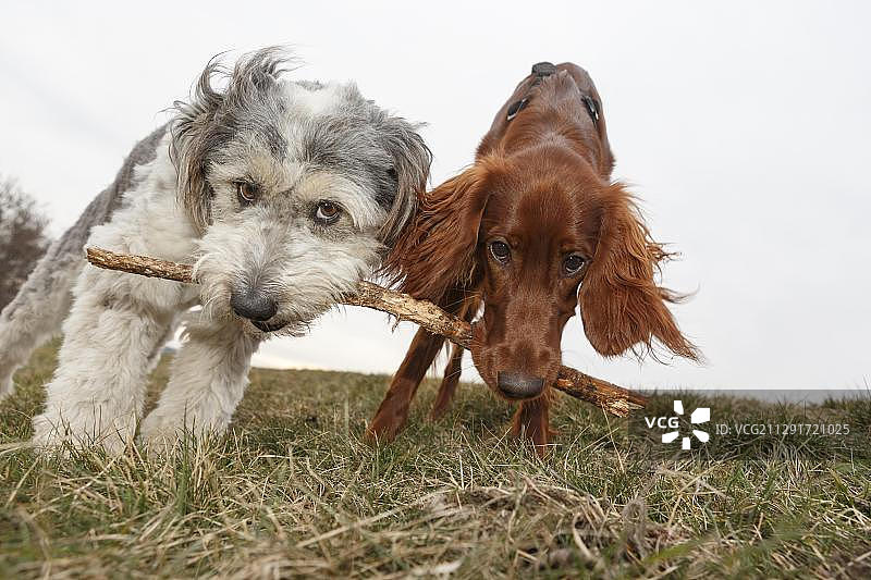 两只狗共同叼着一根树枝，德国勃兰登堡州凯钦图片素材