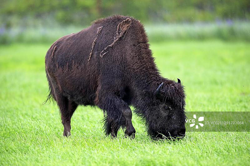 成年森林野牛在阿拉斯加野生动物保护中心觅食图片素材