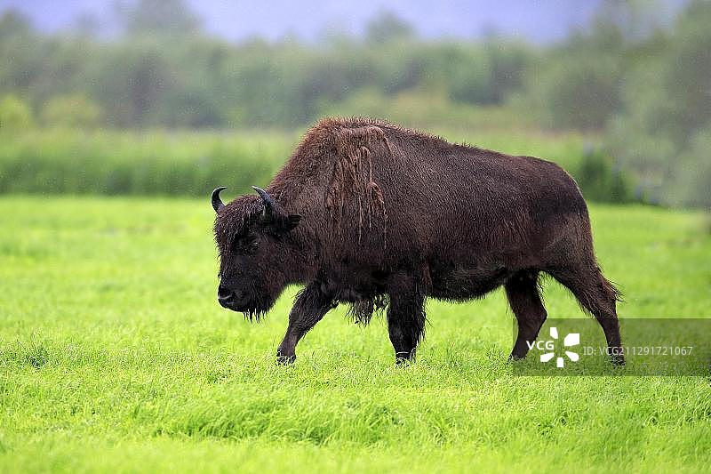阿拉斯加野生动物保护中心取食的成年森林野牛图片素材