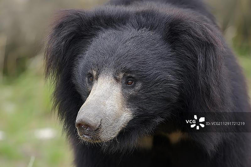 懒熊(Melursus ursinus, Ursus ursinus),原生于南亚,圈养,德国,欧洲图片素材