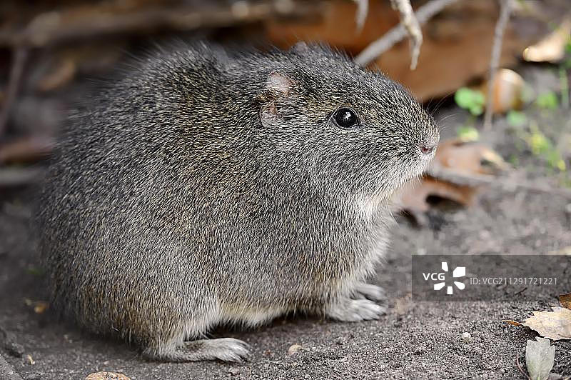 原产于南美洲的巴西豚鼠（Cavia aperea），圈养，德国，欧洲图片素材