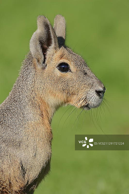 阿根廷豚鼠（南美小豚鼠），阿根廷原生动物，圈养于德国，欧洲图片素材