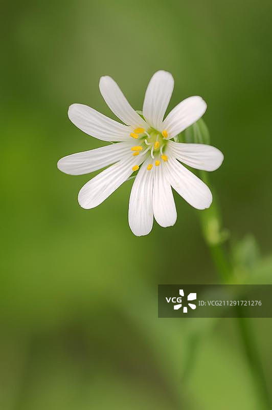 繁缕（Stellaria holostea），花，德国北莱茵-威斯特法伦州图片素材