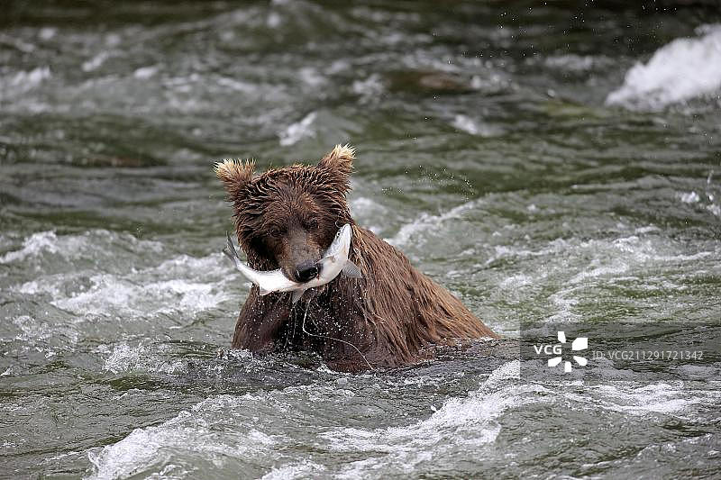 阿拉斯加卡特迈国家公园布鲁克斯河中捕 salmon 的成年棕熊图片素材