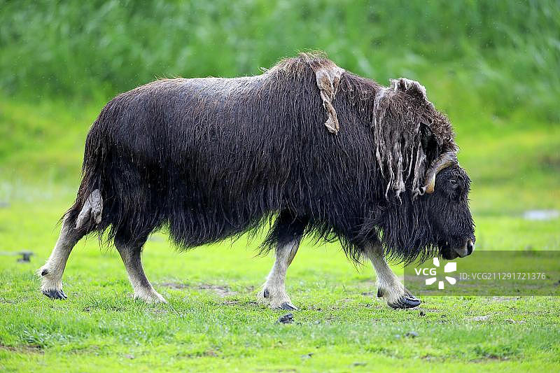 麝牛，成年个体，阿拉斯加野生动物保护中心，美国图片素材