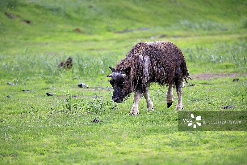 阿拉斯加野生动物保护中心里的幼年麝牛图片素材