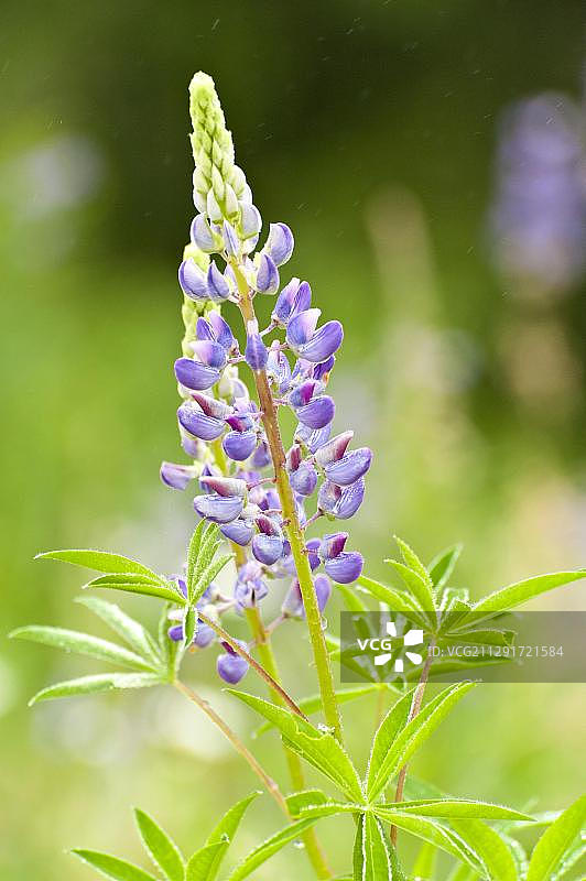 奥地利的羽扇豆花图片素材