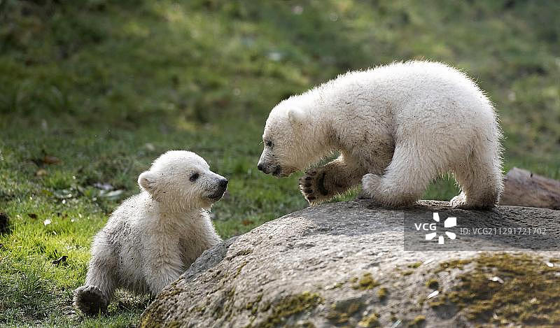 北极熊幼崽（Nela和Nobby，17周），在德国慕尼黑海拉布伦动物园的围栏里玩耍图片素材