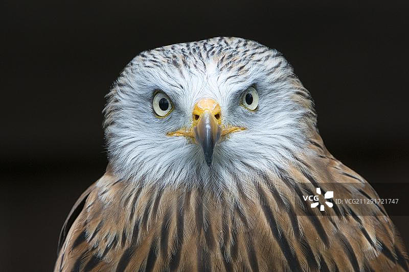 德国黑森州萨巴堡动物园的红鸢图片素材