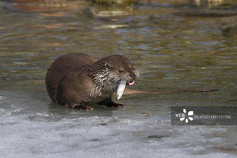 欧亚水獭，冬季口衔鱼图片素材