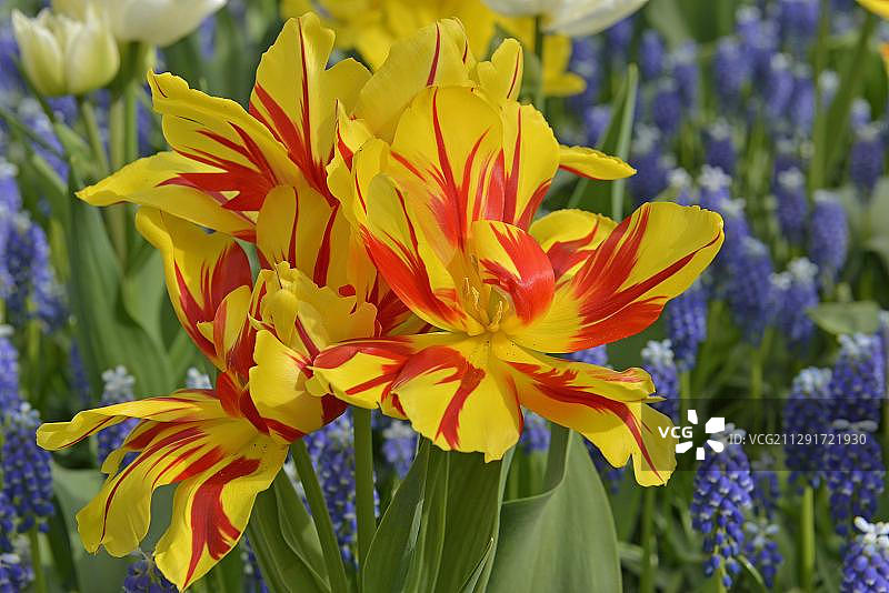 荷兰库肯霍夫的郁金香和葡萄风信子图片素材