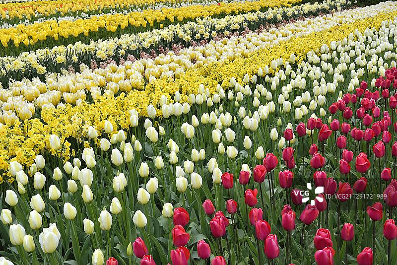 荷兰南荷兰省利瑟市库肯霍夫公园的郁金香图片素材