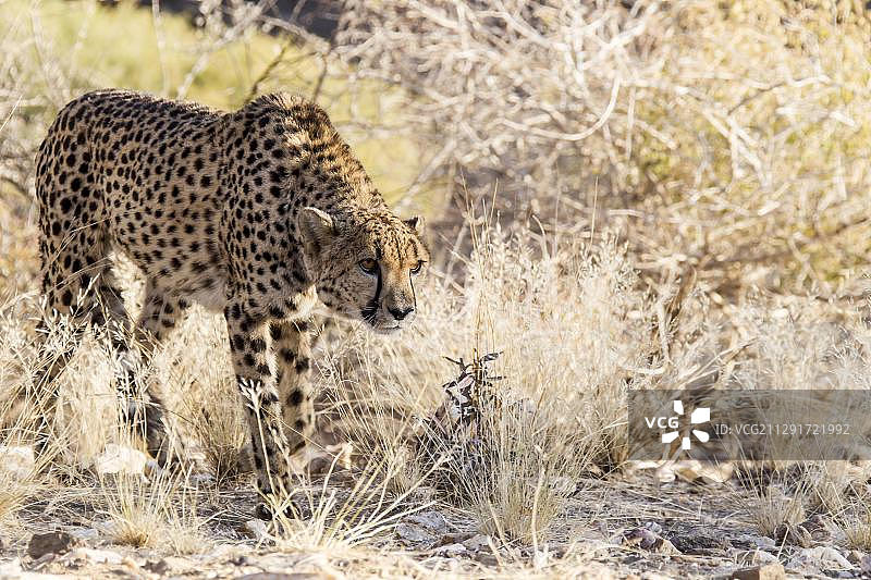 猎豹，纳米比亚霍马斯地区，非洲图片素材