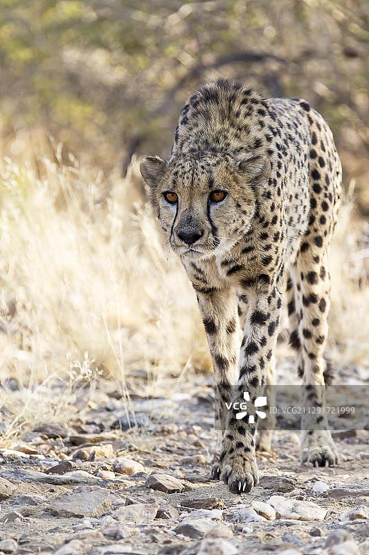 猎豹，纳米比亚霍马斯地区，非洲图片素材