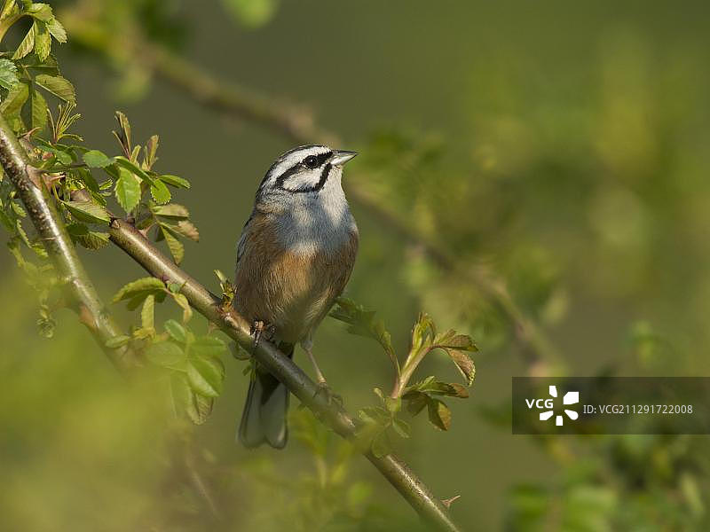 岩鹀，德国莱茵兰-普法尔茨图片素材
