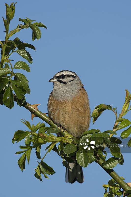 岩鹀，德国莱茵兰-普法尔茨图片素材