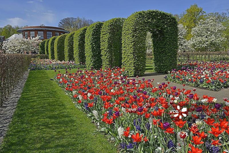 荷兰南荷兰省利瑟市的库肯霍夫公园图片素材