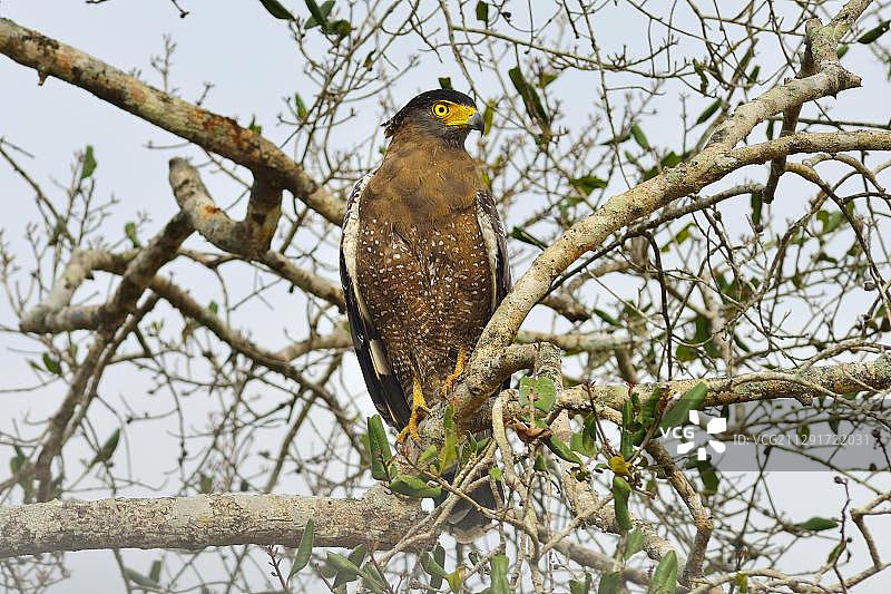 斯里兰卡维勒珀图国家公园的凤头蛇雕图片素材