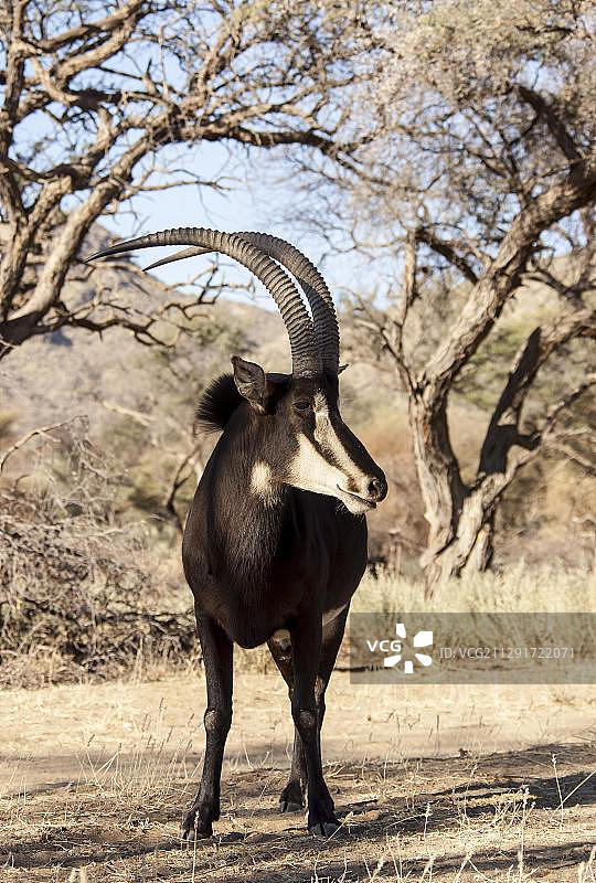 非洲纳米比亚霍马斯地区的黑貂羚羊图片素材