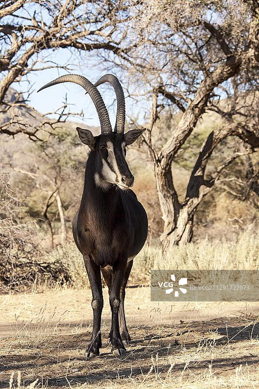 非洲纳米比亚霍马斯地区的黑貂羚羊图片素材