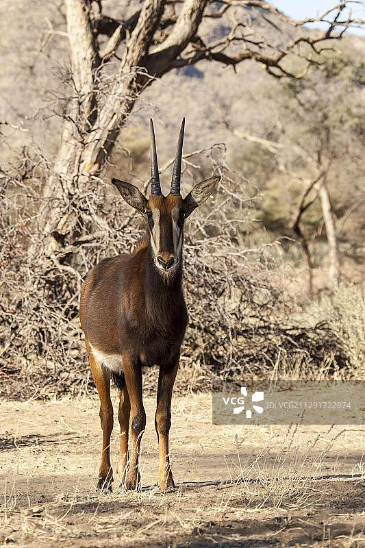 非洲纳米比亚霍马斯地区的黑貂羚羊图片素材