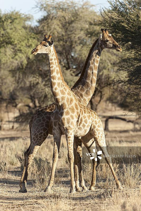 非洲纳米比亚霍马斯地区的两只长颈鹿图片素材