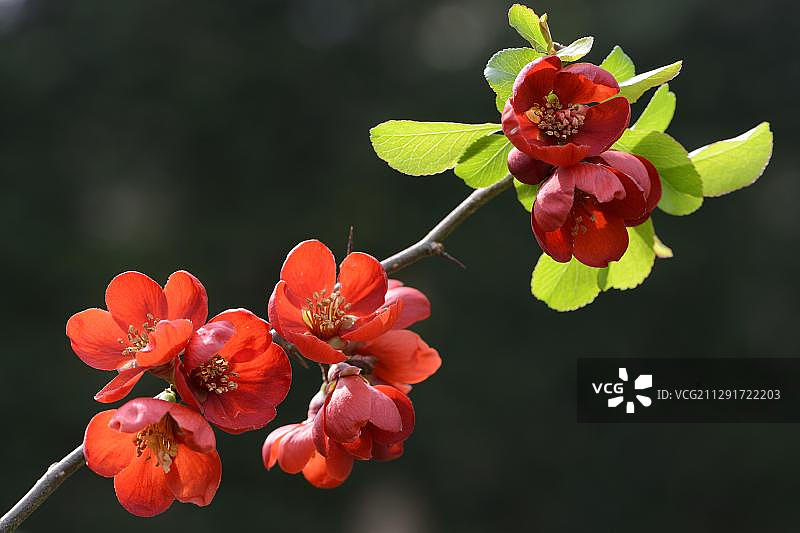 日本木瓜，德国下萨克森州，埃姆斯兰地区图片素材